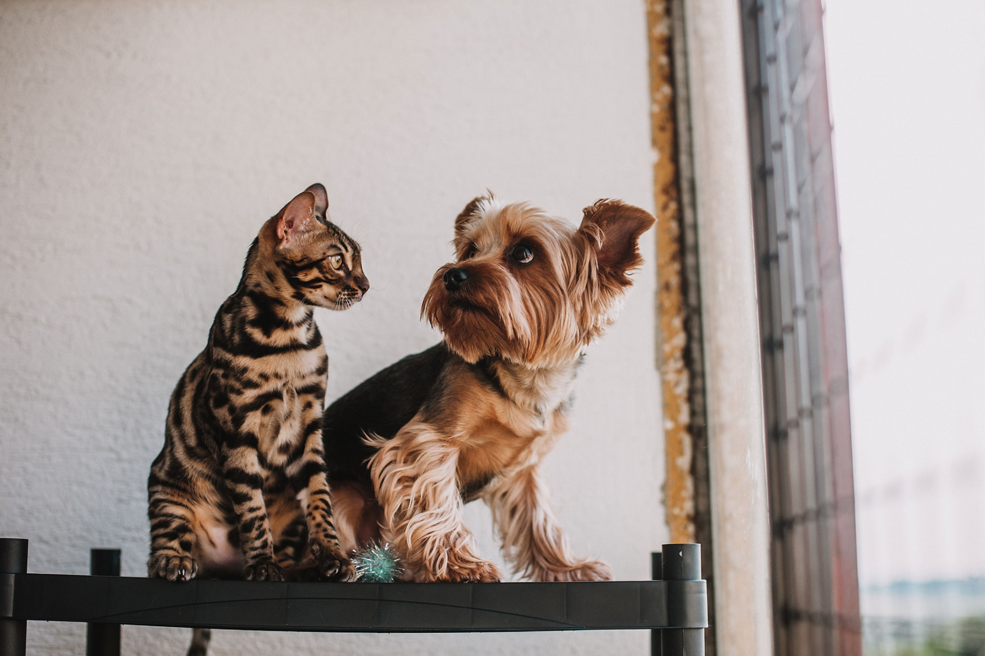 A cat and a small dog sitting together by a bright window