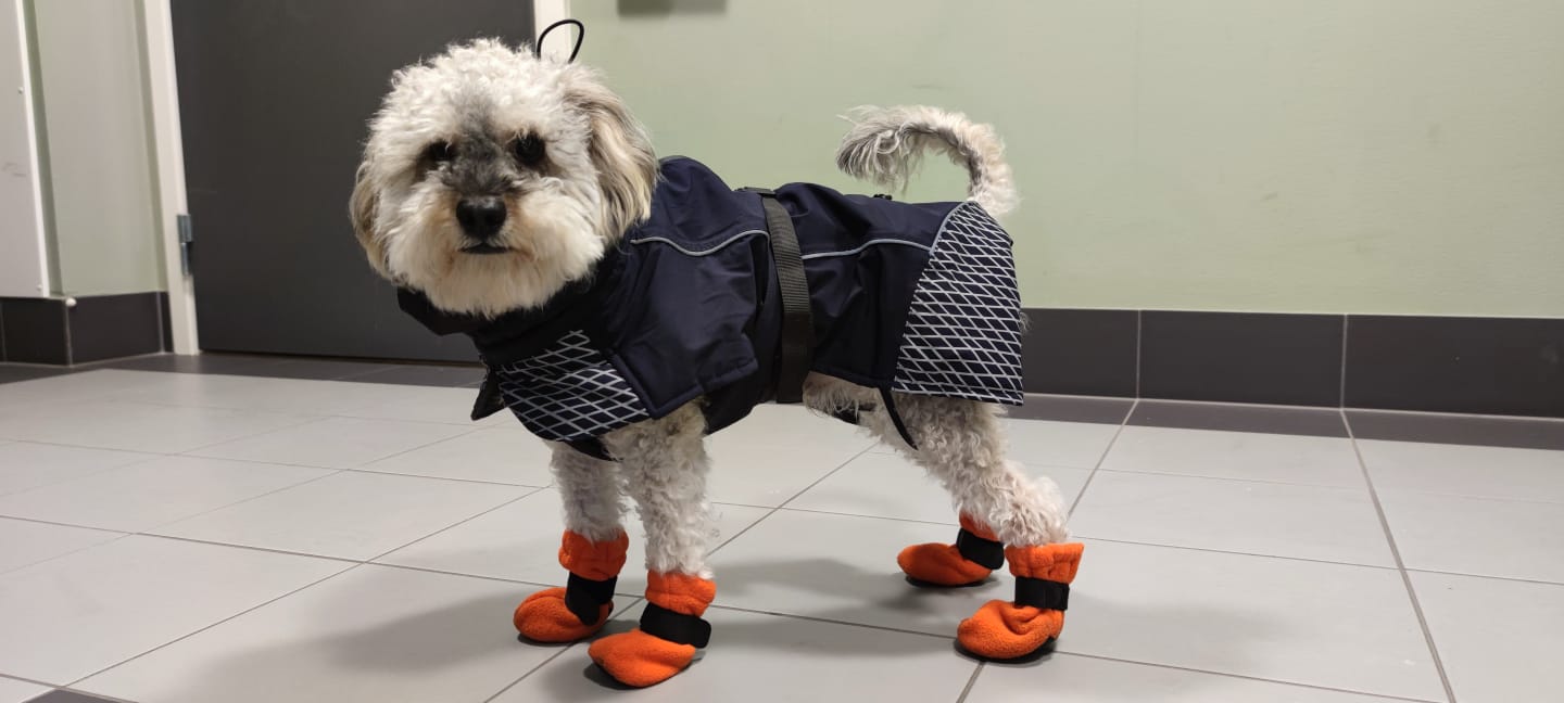 A small curly dog wearing a raincoat and orange booties